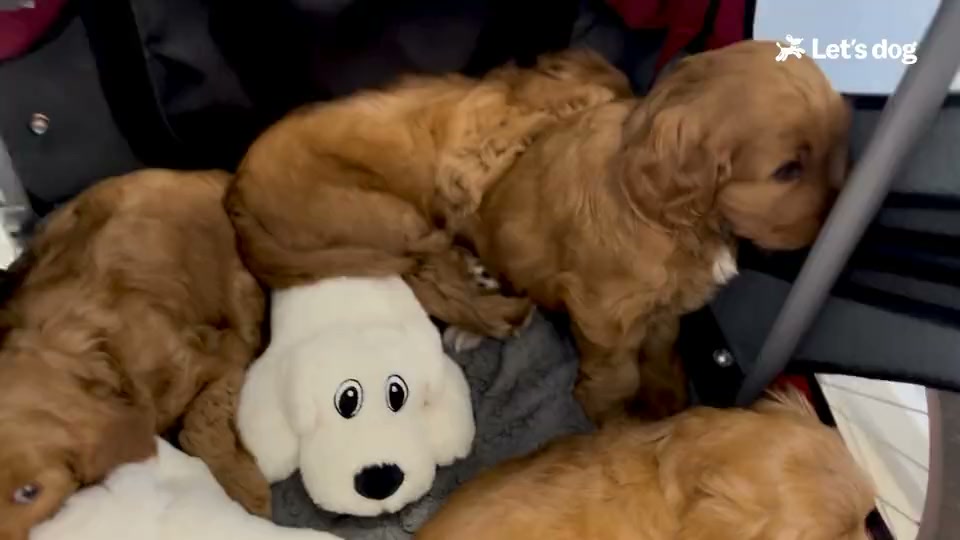 Een pup, Elien die traint en de app van Let's dog